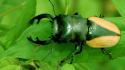 Nature insects macro beetle wallpaper