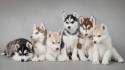 Siberian husky puppies wallpaper