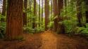 Trees forests pathway wallpaper