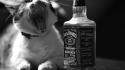 White cats alcohol whiskey liquor jack daniels wallpaper