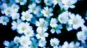 White flowers photography wallpaper