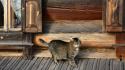 Animals cats wood wallpaper