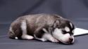 Animals dogs puppies husky wallpaper
