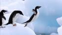 Antarctica animals birds nature penguins wallpaper