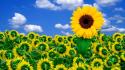 Beautiful sunflower pictures wallpaper