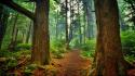 Branches forests leaves nature trees wallpaper