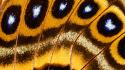 Butterfly wings macro wallpaper