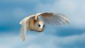 Clouds owls flight wallpaper