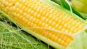 Corn vegetables wallpaper