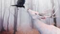 Deer digital art crows albino photo manipulation wallpaper