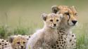 Family baby animals cheetahs wallpaper