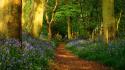 Flowers forests green nature outdoors wallpaper
