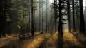 Forests grass light rays mystical early morning wallpaper