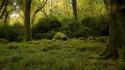 Forests moss wallpaper