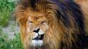 Funny lion face pictures wallpaper