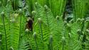Green nature forests plants ferns 1923 wallpaper