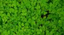Green nature plants shamrock clover trefoil wallpaper