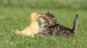 Kitten and duckling pictures wallpaper