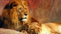 Lions pair wallpaper