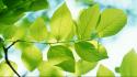 Natural green leaves wallpaper