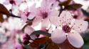Sakura flowers wallpaper