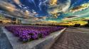 Sunset clouds flowers urban hdr photography cities skies wallpaper