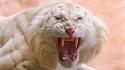 Tigers white tiger feline angry wild wallpaper