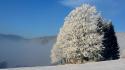 Winter snow trees wallpaper