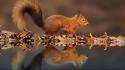 Animals autumn leaves squirrels water wallpaper