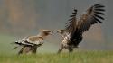 Animals birds fight hawks prey wallpaper
