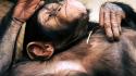 Animals chimpanzee monkeys wallpaper