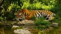 Animals greenery tigers wallpaper