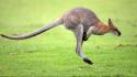 Australia grass kangaroos wallpaper