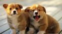 Cute twin puppies wallpaper