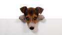 Dogs pets white background wallpaper
