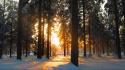 Forests nature snow sunlight trees wallpaper