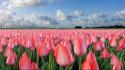 Landscapes nature tulips wallpaper