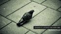 London birds pavement pigeons quotes wallpaper
