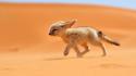 Morocco national geographic animals deserts fennec fox wallpaper