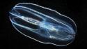 Ocean dark fish medusa glowing underwater alexander semenov wallpaper