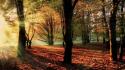 Sun rays park autumn leaves early morning wallpaper