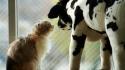 Animals cats cows stuffed toys wallpaper