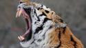 Animals fangs open mouth teeth tigers wallpaper