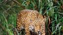 Animals leopards jaguars wallpaper
