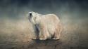 Animals white bear wallpaper