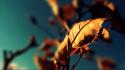 Autumn leaves photography wallpaper