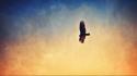 Aviation birds eagles flying skies wallpaper
