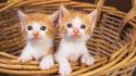 Baby animals baskets cats kittens wallpaper