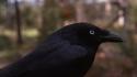 Birds animals crows corvus wallpaper