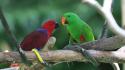 Birds animals parrots wallpaper